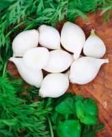 Wintersteckzwiebel Snowball 250g ca.45 Stk.