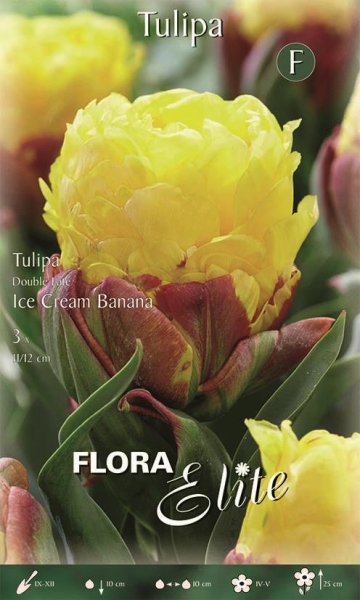 Tulpe Ice Cream Banana 40cm 3 Stk.