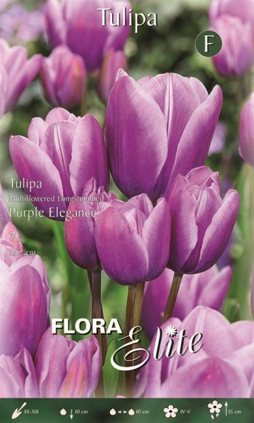 Tulpe Purple Elegance 50cm 7 Stk.