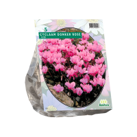 Wild-Alpenveilchen Dark Pink Hederifolium winterhart