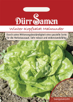 Kopfsalat Winter Maiwunder