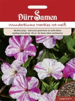 Wunderblume rot-weiss