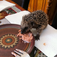 Igel-Paté Nassfutter