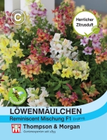 Löwenmäulchen Zitrusduft