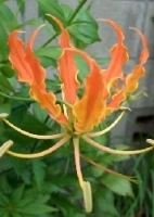 Afrikanische Kletterlilie - Orange / 15 Samen