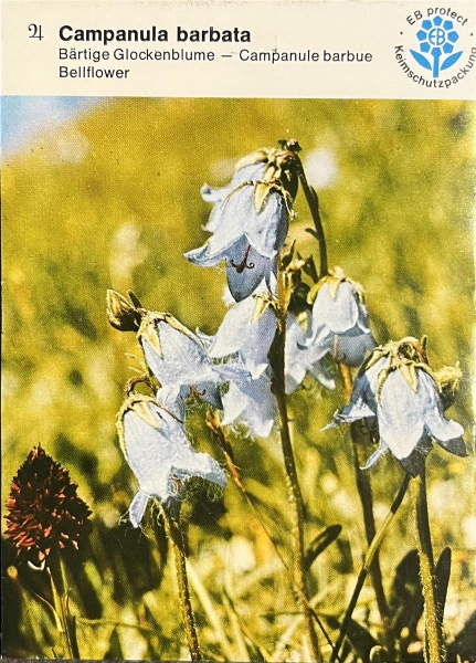 Bärtige Glockenblume