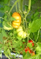 Fleischtomate Costoluto Genovese