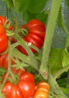 Fleischtomate Costoluto Genovese