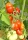 Fleischtomate Costoluto Genovese