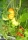 Fleischtomate Costoluto Genovese
