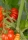 Fleischtomate Costoluto Genovese