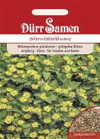 Sterntalerblume MHD 12/24