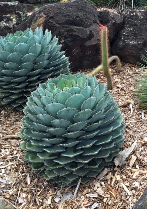 Cabbage Head Agave, 3,95