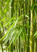 Smaragd Bambus
