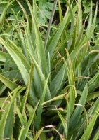 Aloe Vera - Echte Aloe