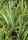 Aloe Vera - Echte Aloe