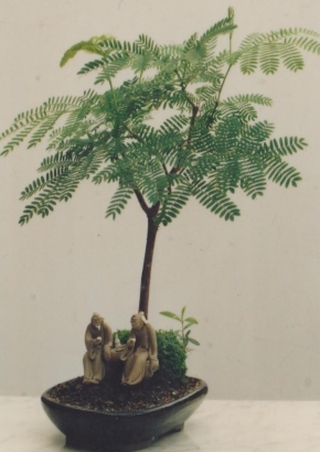 Schlafender Seidenbaum Freilandbonsai, 3,95