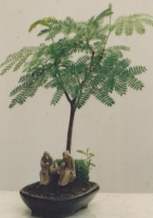 Schlafender Seidenbaum Freilandbonsai