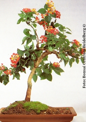 Wandelrose Zimmer-/Freilandbonsai, 3,95