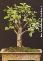 Südafrikanischer Jadebaum Zimmerbonsai