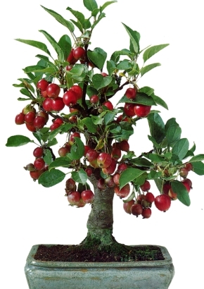 Nagasaki-Apfelbaum Freilandbonsai, 3,95