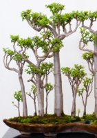 Madagaskar-Affenbrotbaum Zimmerbonsai