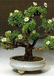 Kanar. Strauch-Margerite Zimmer-/Freilandbonsai MHD 4/2024