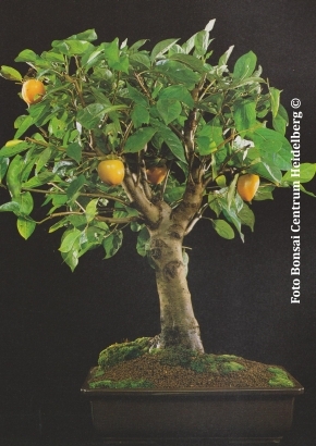Jap. Dattelpflaume / Kaki Zimmer-/Freilandbonsai, 3,95