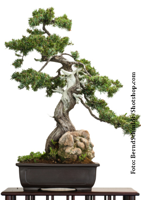 Iberischer Wacholder Zimmer-/Freilandbonsai, 3,95