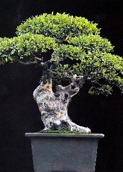 welchen draht für bonsai Bonsai Draht – Kleinrollen – Bonsai Studio main image 1