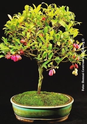 Australische Buschkirsche Zimmerbonsai, 3,95
