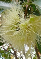 Australische Buschkirsche Zimmerbonsai