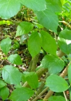 Chinesischer Gewürzstrauch