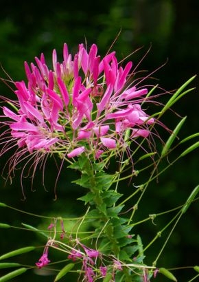 Spinnenblume-Rosa, 3,95