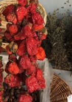 Chili - "Ghost Pepper" / Bhut Jolokia
