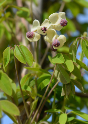 Schokoladenwein / Akebia 7 Samen