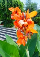 Canna-Blumenrohr / Orange