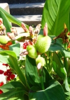 Canna-Blumenrohr / Orange