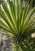 Hundertjährige Agave