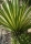 Hundertjährige Agave
