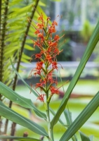 Roter Schmetterlings-Ingwer MHD 04/26