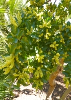 Chilenischer Pfefferbaum / 20 Samen