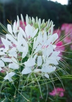 Spinnenblume-White / 100 Samen