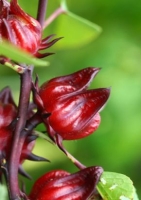 Hibiskus `Jericho Rose`