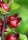 Hibiskus `Jericho Rose`