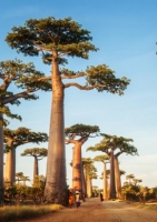Madagaskar - Baobab