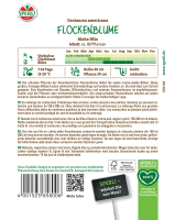 Flockenblume Aloha-Mix bis 2m hoch