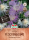 Flockenblume Aloha-Mix bis 2m hoch