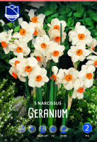 Narzisse Geranium