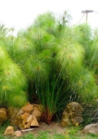 Ägyptische Papyrusstaude